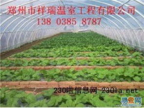 原陽(yáng)幾字鋼溫室大棚 現(xiàn)代農(nóng)業(yè)的堅(jiān)固脊梁與高效安裝之道